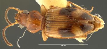 Media type: image;   Entomology 32147 Aspect: habitus dorsal view